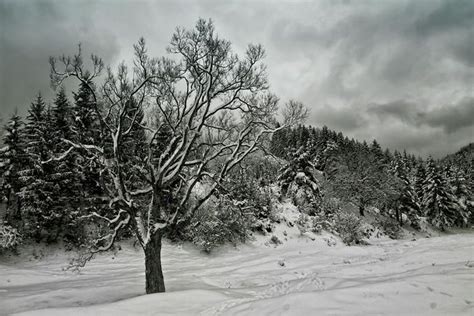 Winter Winter Landscape Landscape Nature