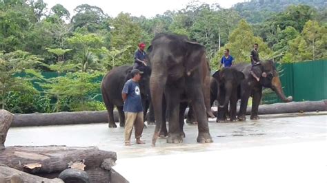 You can choose to volunteer for a day to see the conservation centre from behind the. Malaysia - National Elephant Conservation Centre - Kuala ...