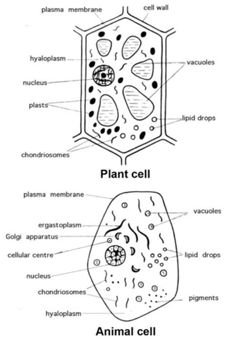 Illustration Of An Animal And A Plant Cell From A Biology Textbook