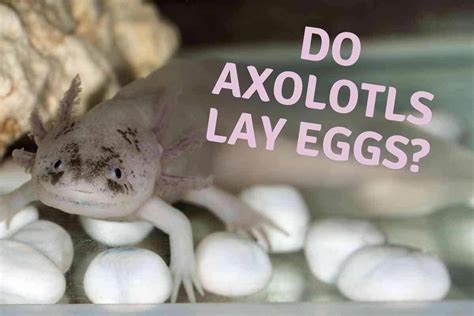 Do Axolotls Lay Eggs And Why It Matters Embora Pets