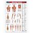 Muscular System Poster  24 X 36 Laminated Quick Reference Guide