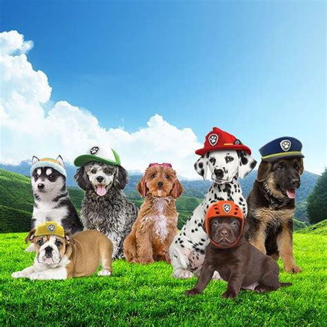 Preschool Kids Games Animals And Pets Cute Animals Paw Patrol Pups