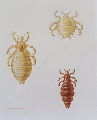 Illustration Showing Types Of Human Louse Stock Image Z