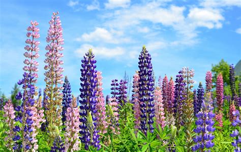 Lupines Wallpapers Wallpaper Cave