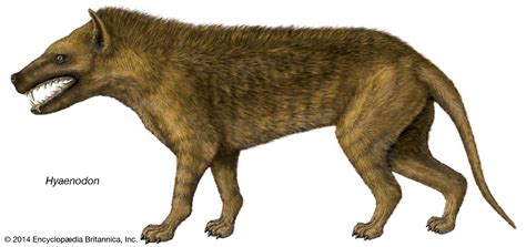 Hyaenodon Extinct Carnivore Prehistoric Predator And Giant Hyena