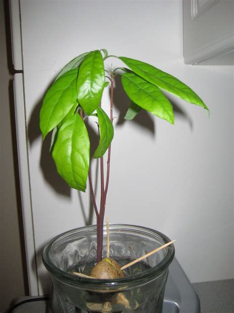 Lastly, make sure your avocado tree receives plenty of direct sun. Avocado Tree Grown From Seed: Avocado Tree in Vase Update