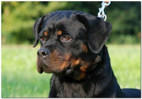 Our breedings we choose to do are planned well ahead of time with goals in mind and most always we keep pup(s). Rottweiler puppies tacoma wa | Dogs, breeds and everything about our best friends.