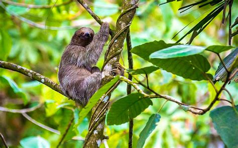 spend your days watching sloths at this luxury costa rican resort