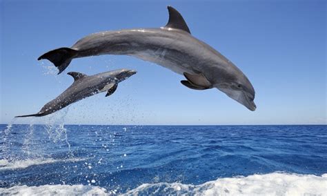 Free Hq Dolphin Live Wallpaper Apk Download For Android