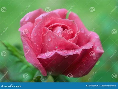Beautiful Delicate Pink Rose With Water Droplets Stock Image Image