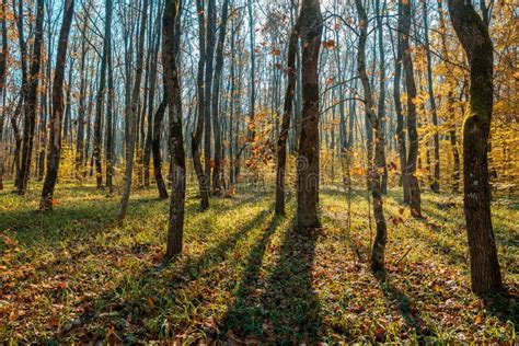 Floresta Do Outono Pela Manhã Sombras Longas De Troncos De árvore