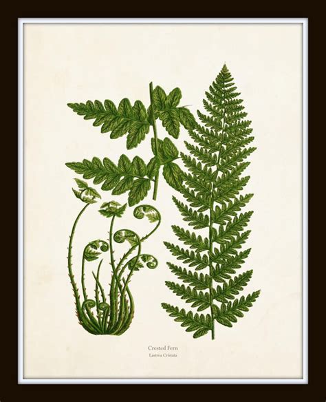 Vintage Ferns Print Set No 26 Giclee Botanical Art Etsy