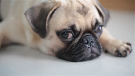 Adorable Real Cute Pug Pics L2sanpiero