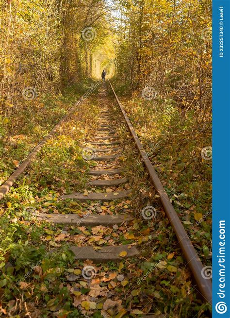 Railroad Surrounded By Autumn Forest Stock Photo Image Of Aspen