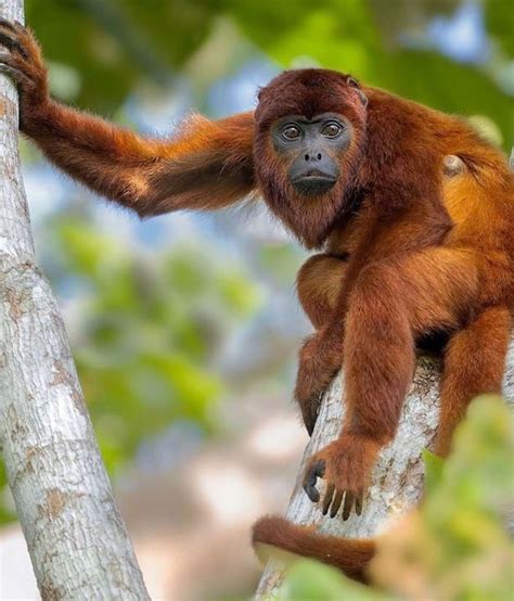 Una Treintena De Animales De La Selva Amazónica En Peligro De Extinción
