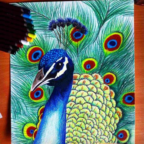 Peacock Drawing With Colour At Paintingvalley Com Explore Collection Of Peacock Drawing With