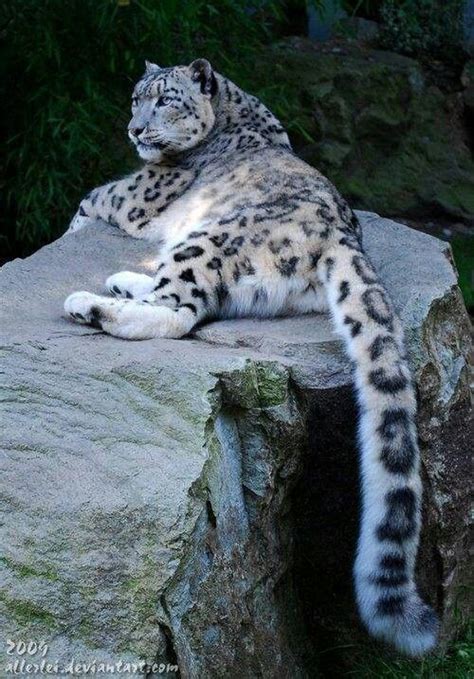 Snow Leopard With A Very Long Tail Big Cats Pinterest