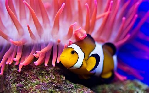 Check out our clownfisch selection for the very best in unique or custom, handmade pieces from our die cuts shops. Clownfish HD Wallpapers 19908 - Baltana