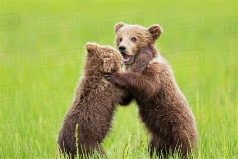 Two Brown Bear Cubs Playing At Lake Clarke National Parkalaska United