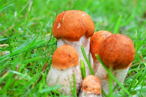 Edible Mushrooms Grow In The Forest In The Grass Stock Photo Image