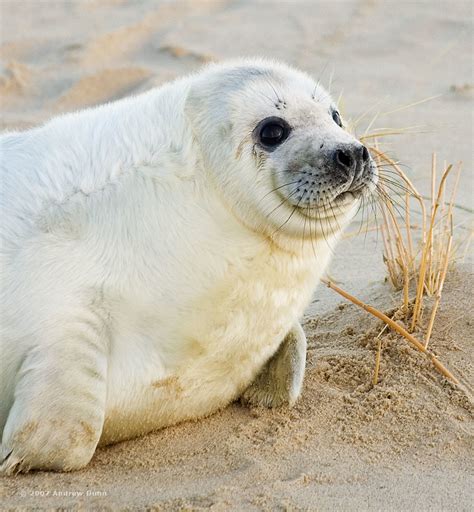 50 Kg Of Pup An Eastern Grey Seal Pup Momentarily Distrac Flickr