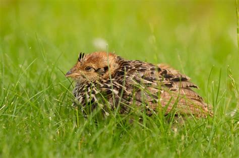 Cute Baby Of A Ruffed Grouse Is Hiding In Green Grass Stock Image
