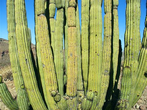 A cactus (plural cacti, cactuses, or less commonly, cactus) is a member of the plant family cactaceae, a family comprising about 127 genera with some 1750 known species of the order. Stenocereus thurberi, organ pipe cactus