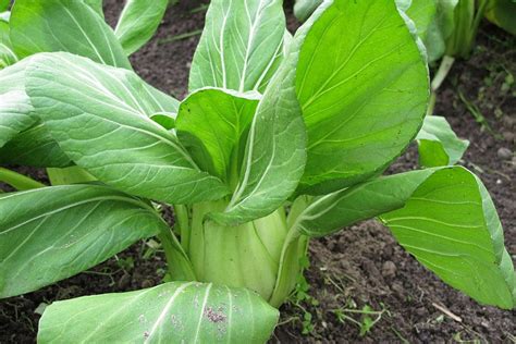 Check spelling or type a new query. How to grow pak choi / RHS Gardening