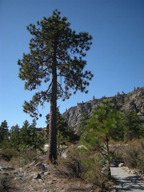 Filecbfic Ponderosa Pine 01 Wikimedia Commons