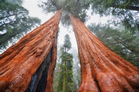 Top 10 Oldest Trees In The World Most Beautiful