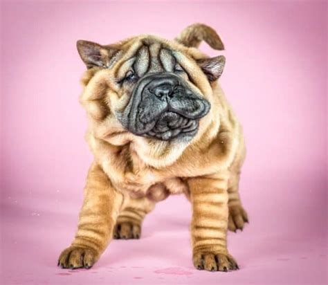 8 Wrinkly Dog Breeds And Why We Love Them The Dog People By
