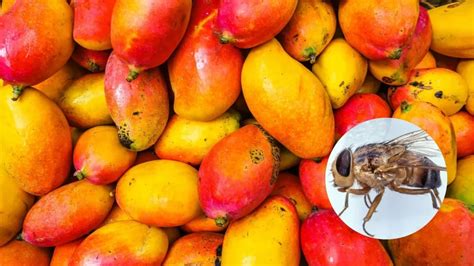Combatting Mango Fruit Fly Infestation Effective Strategies For