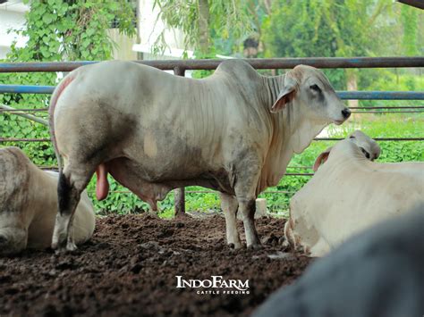 Fakta Menarik Seputar Sapi Bx Sapi Favorit Peternak