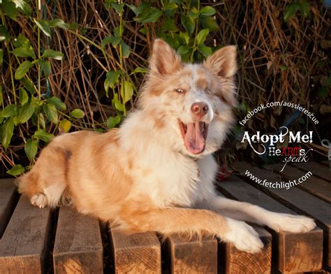 Happy Was Recently Adopted From Aussie Rescue San Diego