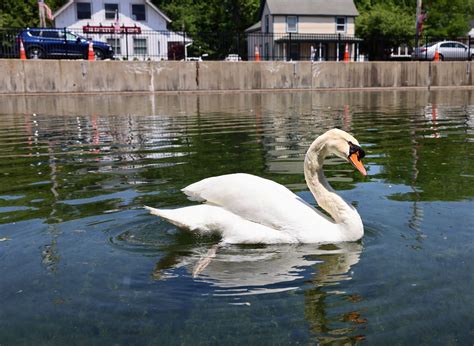 Manlius Swan Pond Connects Us To A Vanishing Way Of Life Guest Opinion