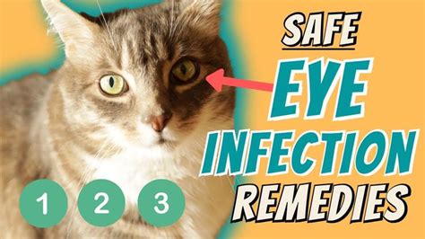Eye Infection Home Remedies Kitten Eye Infection Kitten Eyes Eye