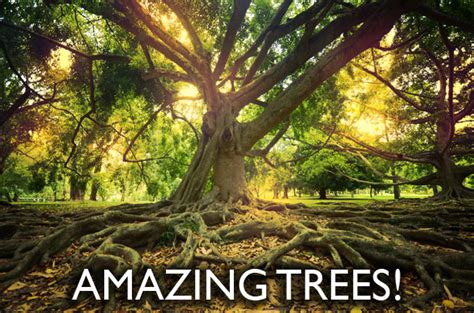 5 Amazing Things Your Probably Didnt Know About Trees Community
