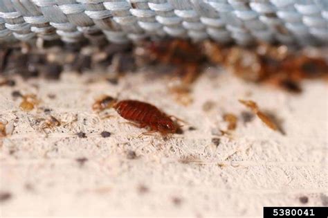 Bed Bug Cimex Lectularius Hemiptera Cimicidae 5380041