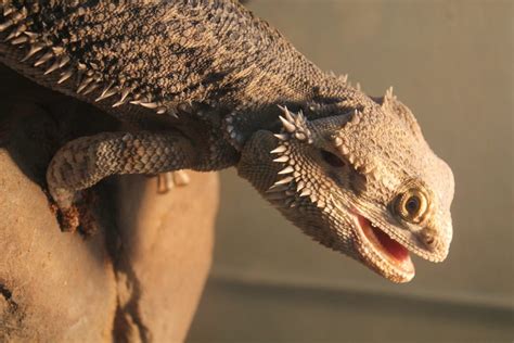 Meet The Animals Scaly And Slimy Nature Discovery Center