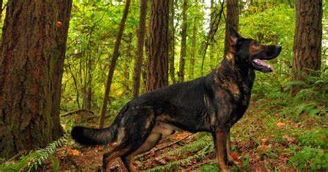 Two beautiful female german sherpherd pups left from a twelve pup litter. German Shepherd Puppies For Sale Portland Oregon