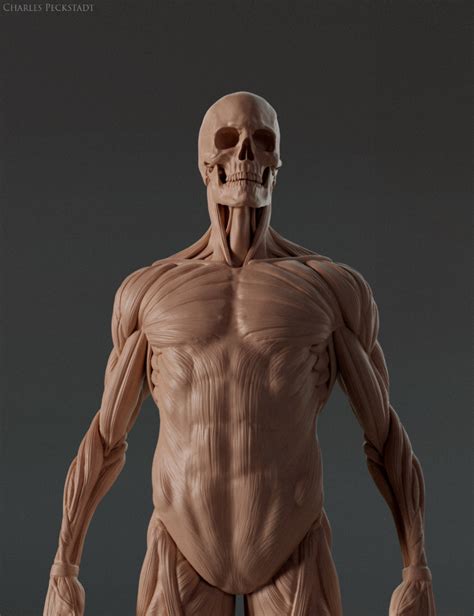 Artstation Anatomy Study Charles Peckstadt In 2020 Anatomy Study