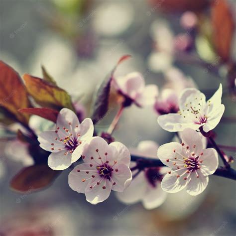 Premium Photo Spring Flowers Beautifully Blossoming Tree Branch