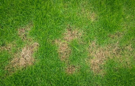 3 Common Lawn Pests And How To Spot Them Little Rock Lawns