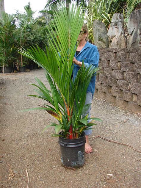 Polynesian Produce Stand ~red Sealing Wax Palm Tree~ Cyrtostachys Renda 5 6 Ft 3gal Potted