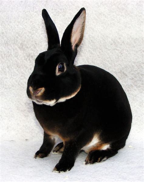 Image Result For Harlequin Rex Rabbit With Images Pet Rabbit Black