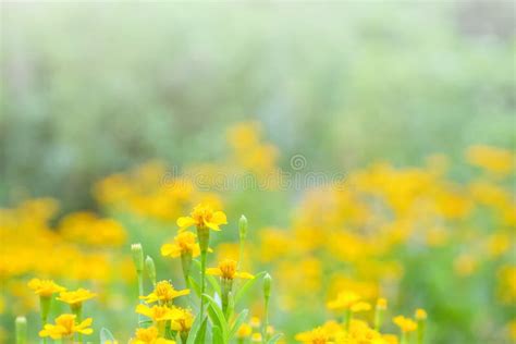 Closeup Beautiful Yellow Flower In The Garden With Sunlight Textured