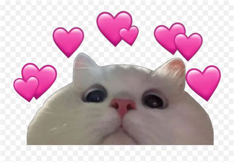 Cat Catlover Cats Gato Gatos Nya Meme Heart Emojicat Heart Emoji