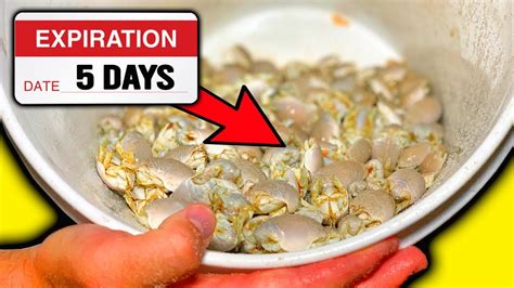 Simple Trick To Keep Sand Fleas Alive Youtube