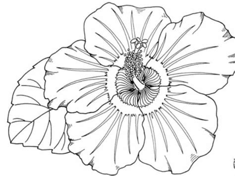 21 Sketsa Bunga Sepatu Hitam Putih Gambar Bunga Indah