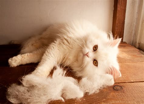 5 Ways To Reduce Cat Shedding All About Cats